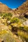 USA, California, Anza Borrego Desert State Park. Palm trees and creek. Art Print